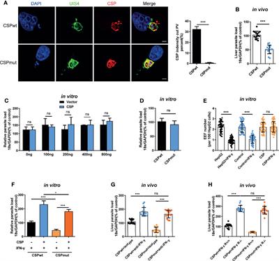 ATG Ubiquitination Is Required for Circumsporozoite Protein to Subvert Host Innate Immunity Against Rodent Malaria Liver Stage